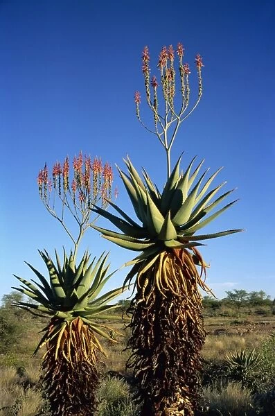 Aloe species in desert scrubland, Botswana, Africa