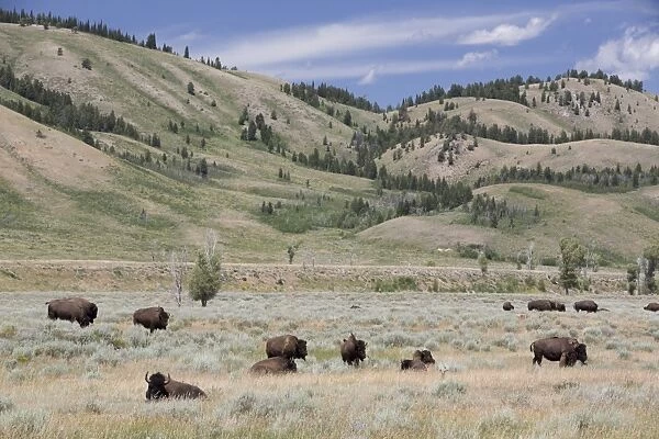 American Bison (Bison bison), Grand Teton National Park, Wyoming, United States of America, North America