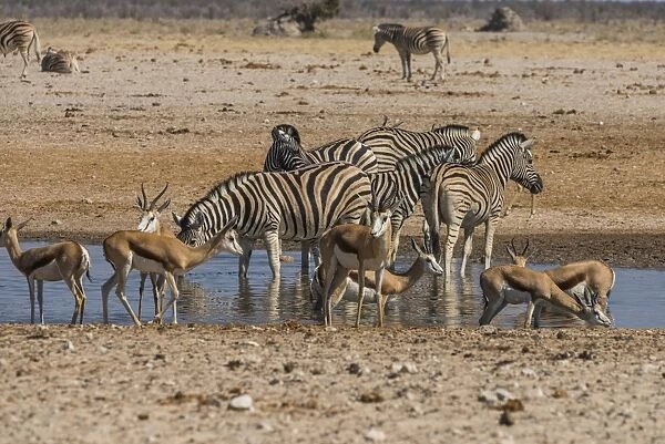 Animals flocking around a waterhole, Etosha National Park, Namibia, Africa