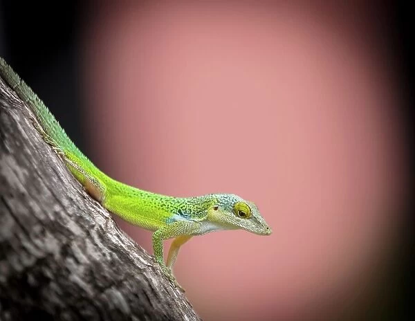 Antiguan Anole Lizard (Anolis Leachii), Bermuda, North Atlantic, North America