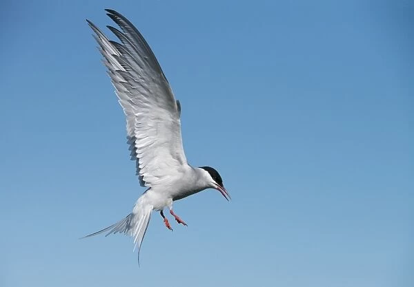 Arctic tern (Sterna paradisaea) on the Farne Islands, Northumberland, England, United Kingdom