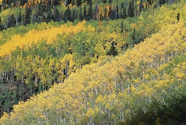 Aspen trees in the fall