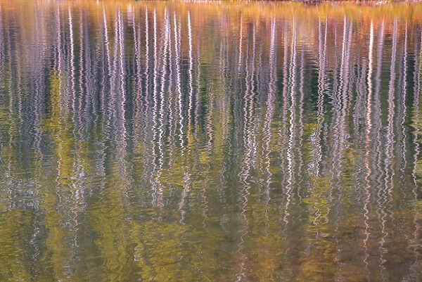 Autumn aspens reflected in a lake, Banff National Park, UNESCO World Heritage Site