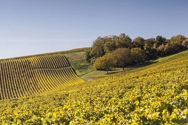 Autumn color in the vineyards of Sancerre, Cher, Centre, France, Europe