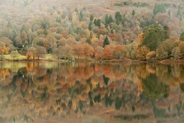 Autumn colours reflected in Grasmere Lake in the Lake District National Park, Cumbria, England, United Kingdom, Europe