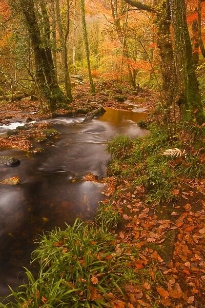 Autumn colours around the River Teign and Hannicombe Wood near to Fingle Bridge, Dartmoor National Park, Devon, England, United Kingdom, Europe