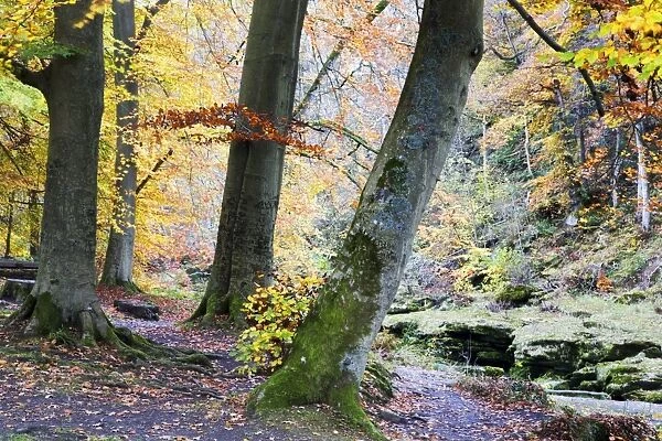 Autumn trees by The Strid in Strid Wood, Bolton Abbey, Yorkshire, England