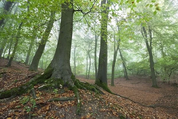 Autumnal woodland in mist, near Winchcombe, Cotswolds, Gloucestershire, England, United Kingdom