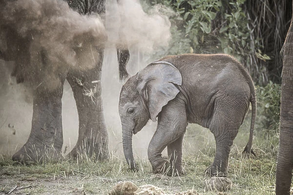 Baby elephant in a cloud of dust sprayed by its mother, Amboseli National Park, Kenya