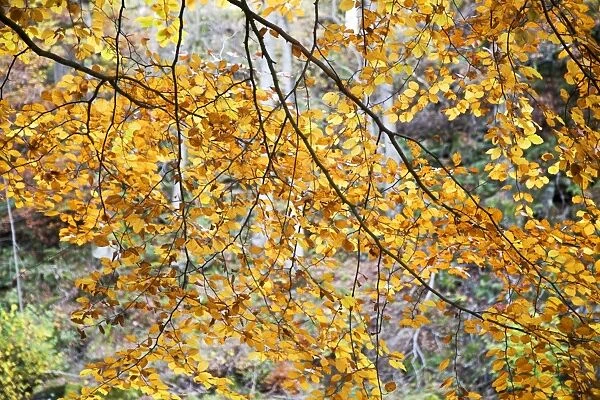 Backlit autumn leaves in Strid Wood, Bolton Abbey, Yorkshire, England, United Kingdom