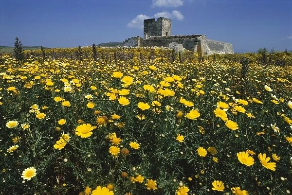 Banks of wild spring flowers in the Marsala hills