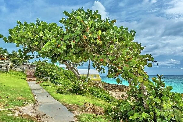 Bay Grape Trees at John Smith's Bay, Smiths, Bermuda, Atlantic, North America