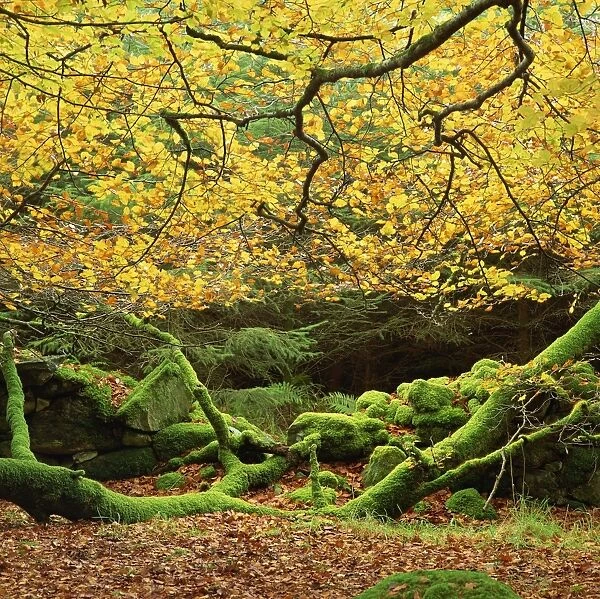 Beech trees and fall foliage, with lichen on fallen branches