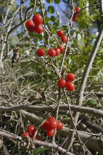 Black bryony berries (Dioscoria communis) on climbing stems in woodland, Gloucestershire