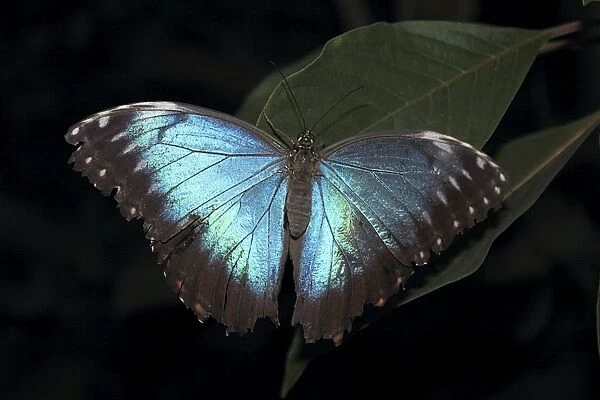 Blue Morpho Butterfly (Morpho peleide)