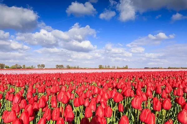 Blue sky and sun on fields of red tulips during spring bloom, Oude-Tonge, Goeree-Overflakkee