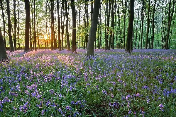Bluebell wood, Stow-on-the-Wold, Cotswolds, Gloucestershire, England, United Kingdom