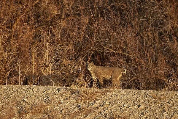 Bobcat (Lynx rufus), Bosque del Apache National Wildlife Refuge, New Mexico, United States of America, North America