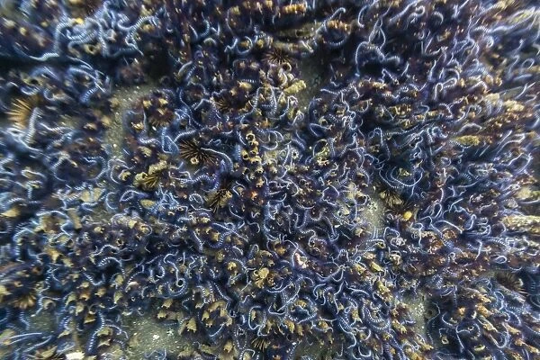Brittle stars massing by the hundreds in possible reproduction event at Tagus Cove, Isabela Island, Galapagos Islands, Ecuador, South America