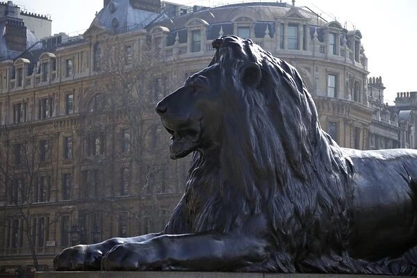 Bronze lion statue by Sir Edwin Landseer, Trafalgar Square, London, England, United Kingdom, Europe