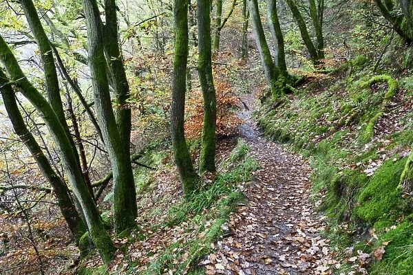 Brundholme Woods in autumn, Keswick, Cumbria, England, United Kingdom, Europe