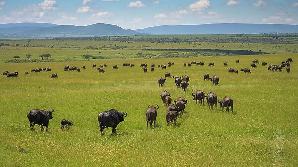 Buffalo (Bubalus Bubalis) (Syncerus caffer), Maasai Mara, Mara North, Kenya, East Africa, Africa