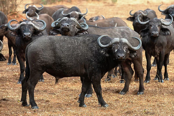 Buffalo lowing in Murchison Falls National Park, Uganda, East Africa, Africa