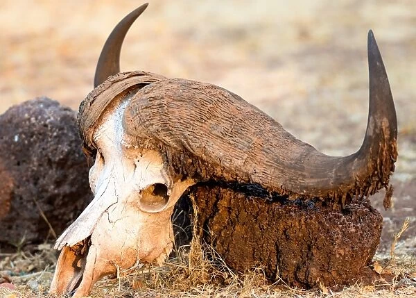 Buffalo skull, Okavango Delta, Botswana, Africa