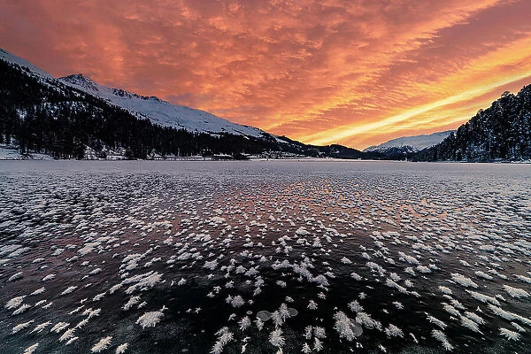 Burning sky at dawn over the frozen Lake Champfer covered with ice flowers in winter, Engadine, Graubunden canton, Switzerland, Europe