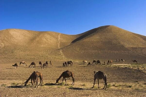 Camels, between Herat and Maimana (after Bala Murghah), Afghanistan, Asia