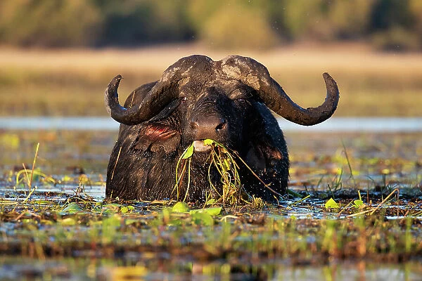 Cape buffalo (Syncerus caffer) feeding in river, Chobe National Park, Botswana, Africa
