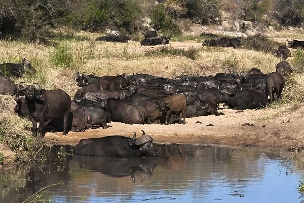 Cape buffalo (Syncerus caffer) herd resting at water, Kruger National Park, South Africa, Africa