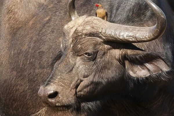 Cape buffalo (Syncerus caffer) with redbilled oxpecker, Hluhluwe-Imfolozi Park, KwaZulu Natal, South Africa, Africa