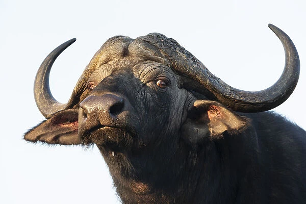Cape buffalo (Syncerus caffer), Zimanga private game reserve, KwaZulu-Natal, South Africa