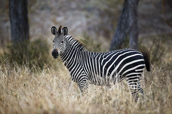 Ccommon zebra (plains zebra) (Burchells zebra) (Equus burchelli), Selous Game Reserve