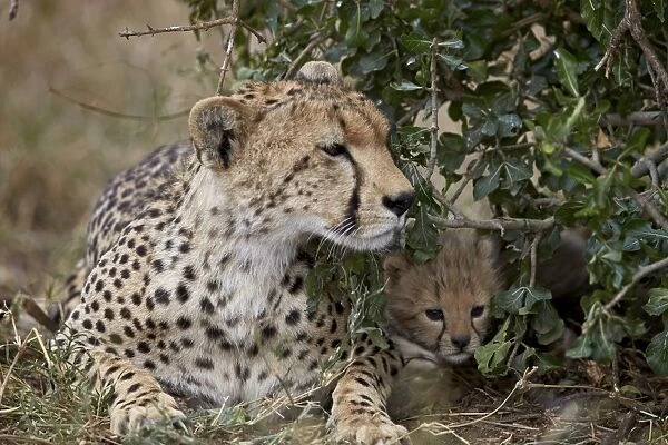 Cheetah (Acinonyx jubatus) mother and cub, about a month old, Serengeti National Park