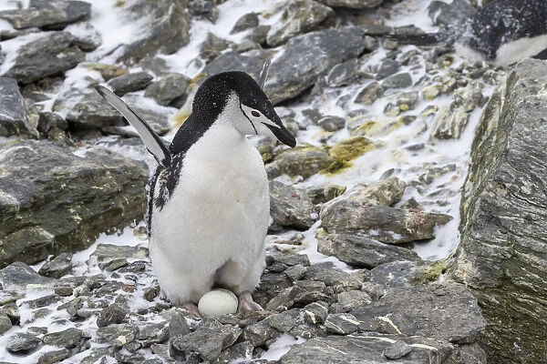 Chinstrap penguin (Pygoscelis antarcticus), on eggs at Coronation Island