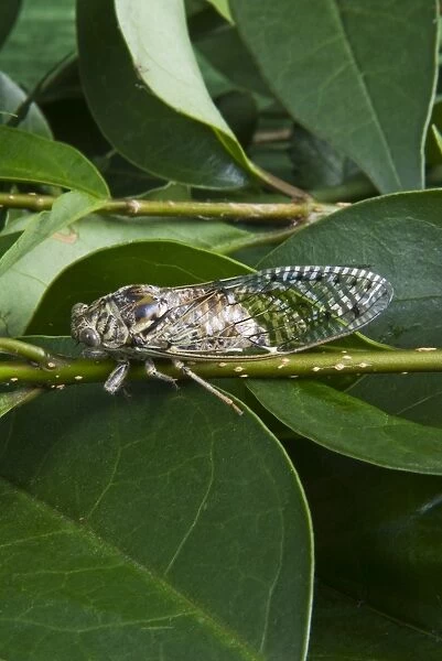 Cicada, Annual cicada, (Tibicen linnei)