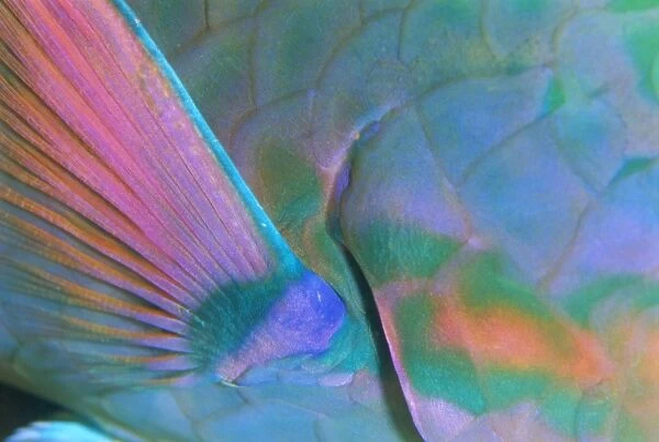Close up detail of a Parrotfish fin