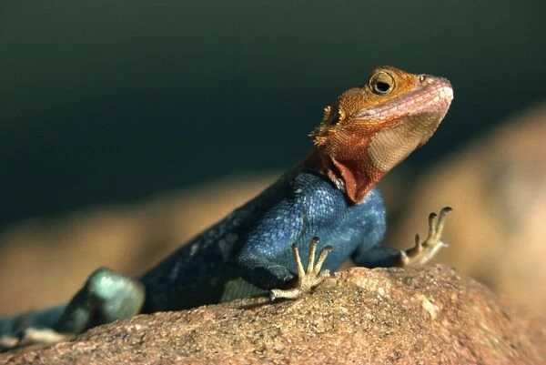 Close-up of an Agama Lizard taken in Tsavo National Park