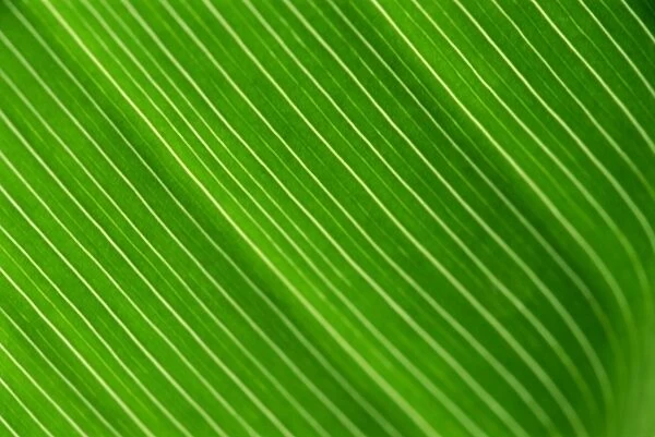 Close-up of a banana leaf