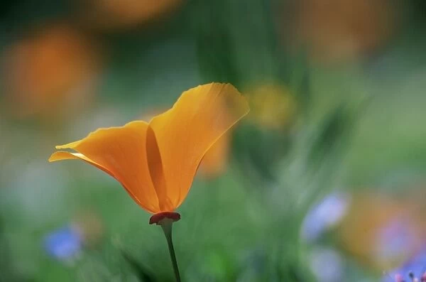 Close-up of a California poppy