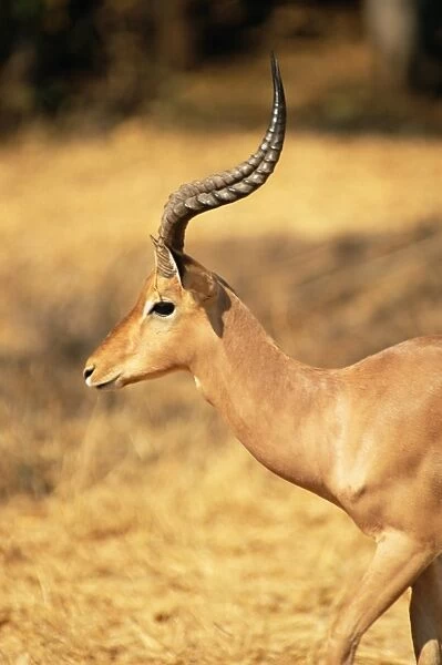 Close-up of an impala (Aepyceros melampus), Mashatu Game Reserve, Botswana, Africa
