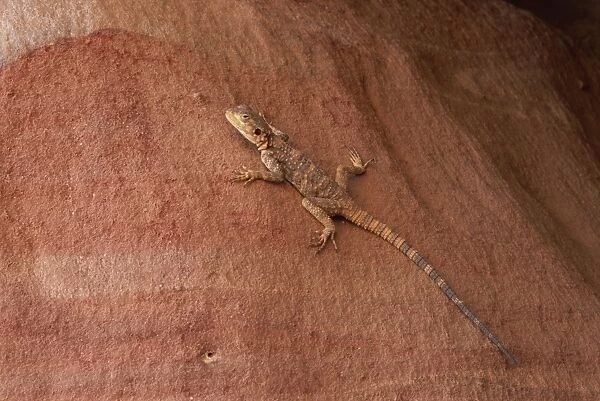 Close-up of a lizard on pink sandstone rocks