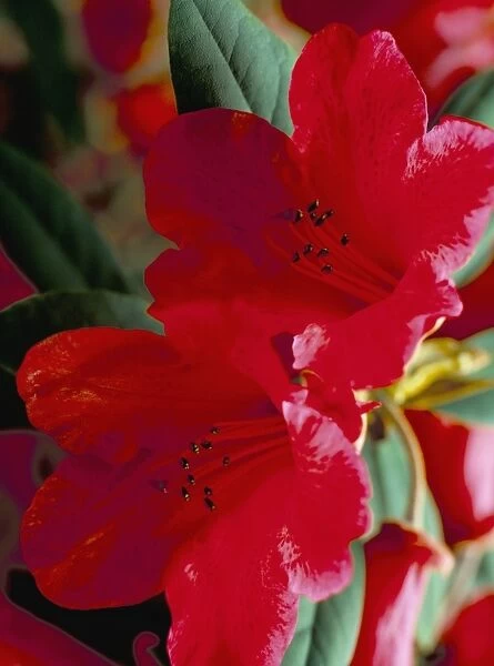 Close-up of two red rhododendron flowers, Gros Claude, Windsor Great Park