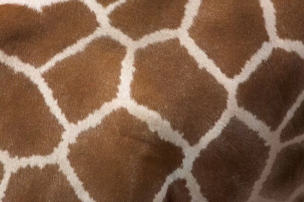 Close-up of skin of a reticulated giraffe (Giraffa camelopardalis reticulata)