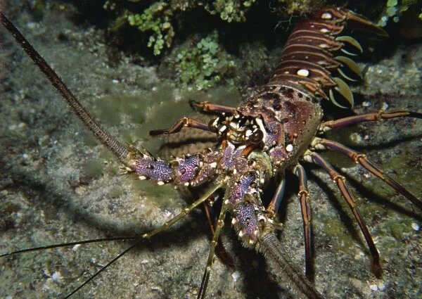 Close-up of a spiny lobster