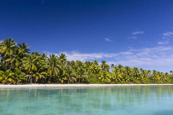 Coconut palm trees line the beach on One Foot Island, Aitutaki, Cook Islands, South Pacific Islands