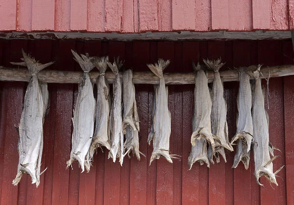 Cod drying on a wooden pole in Reine, Moskenesoy, the Lofoten Islands, Norway, Europe