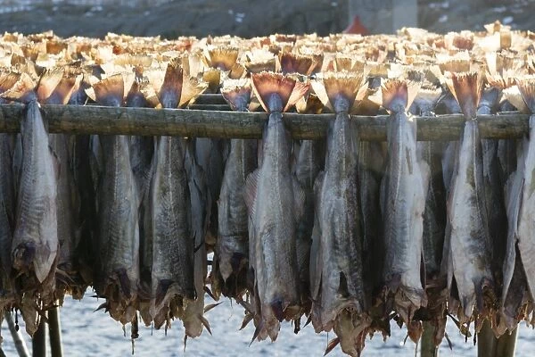 Cod fish drying, Hamnoy, Lofoten Islands, Arctic, Norway, Scandinavia, Europe
